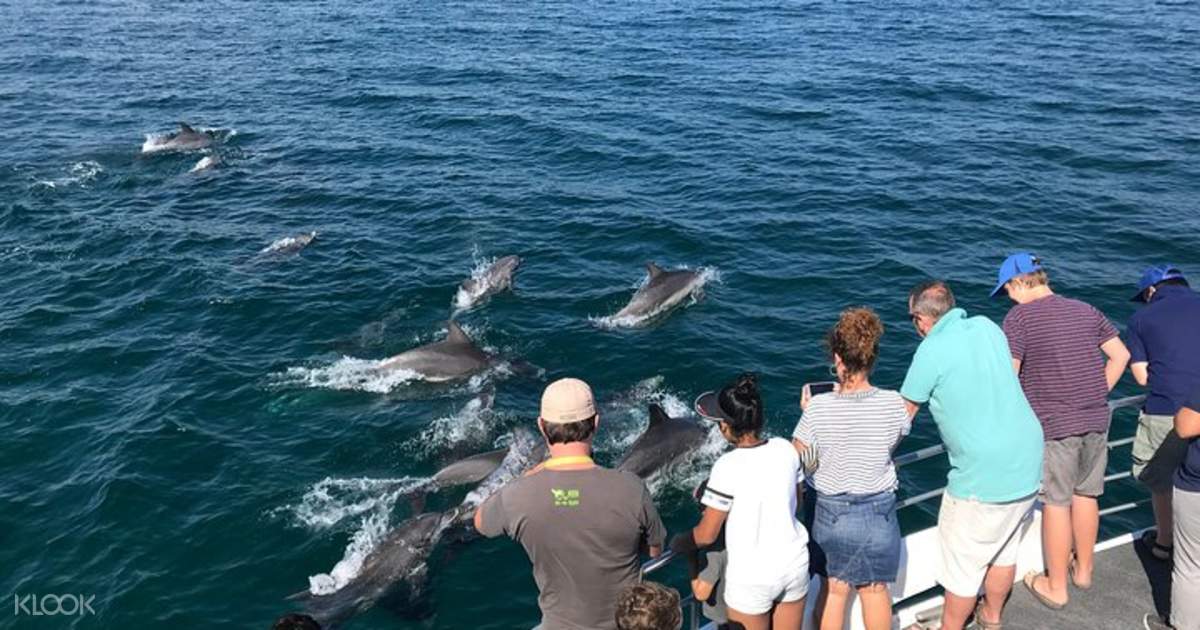 dolphin watch cruises sydney